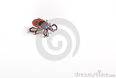 Tick - parasitic arachnid blood-sucking Stock Photo