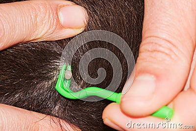 Tick removal Stock Photo