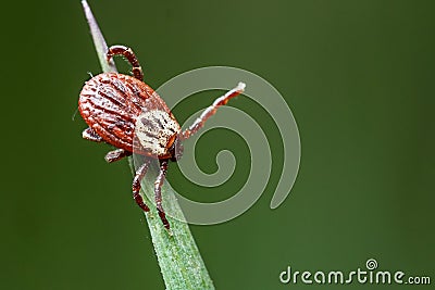 Tick sitting on the green grass waiting for his victim in spring outdoors Stock Photo