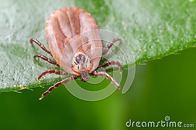 The tick is sitting on a green leaf Stock Photo