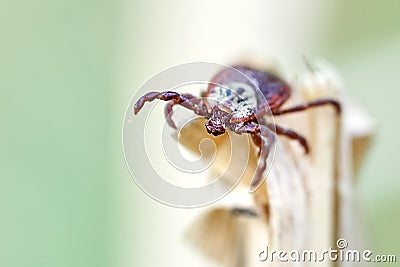 Tick sitting on the top of a dry grass Stock Photo