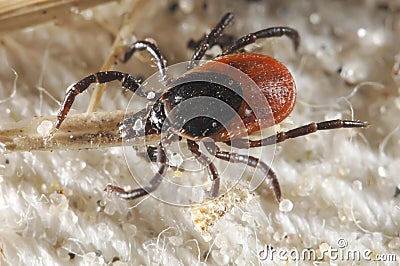 Tick waiting for a host Stock Photo