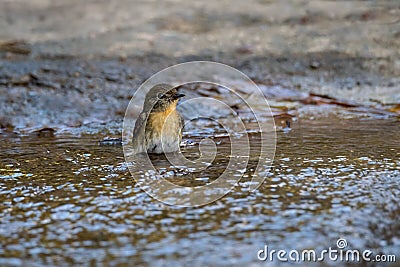 Tickell`s Blue Flycatcher Cyornis tickelliae Swimming Stock Photo