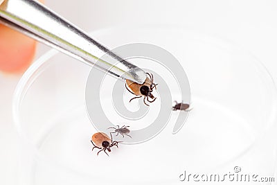 Ticks Stock Photo