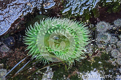 Tide Pool Anemone Stock Photo