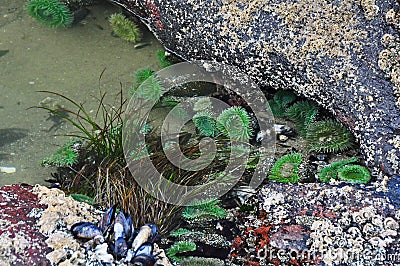 Tide Pool of Anemones, Mussels & Sea Grass Stock Photo