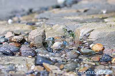 tide pool rocks covered in seaweed barnacles and water Stock Photo