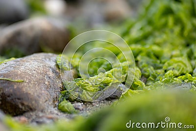 tide pool rocks covered in seaweed barnacles and water Stock Photo