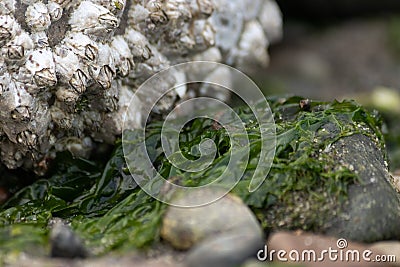 tide pool rocks covered in seaweed barnacles and water Stock Photo