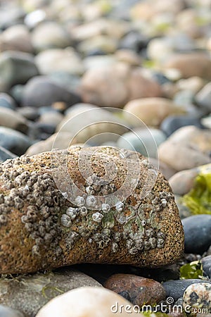 tide pool rocks covered in seaweed barnacles and water Stock Photo