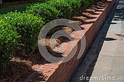 Tidy red brick retaining wall lined with boxwoods alongside a sidewalk Stock Photo