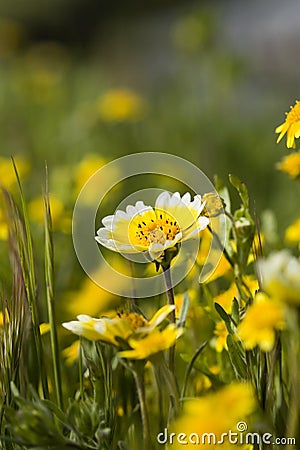 Tidy Tips and Grass Stock Photo