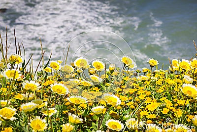 Tidytips and goldfields blooming on the Pacific Ocean coast at Mori Point, Pacifica, San Francisco bay, California Stock Photo