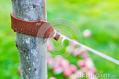 Tied up tree seedling close-up. Leather padding to prevent damage to tree bark Stock Photo