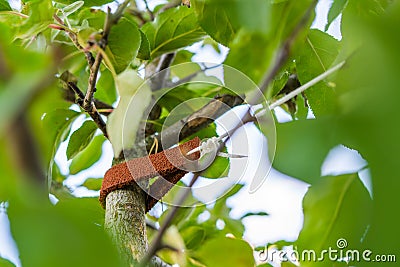 Tied up tree seedling close-up. Leather padding to prevent damage to tree bark Stock Photo