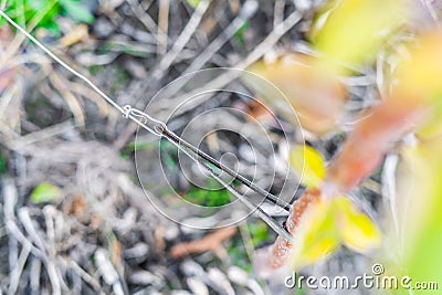 Tied up tree seedling close-up. Leather padding to prevent damage to tree bark Stock Photo