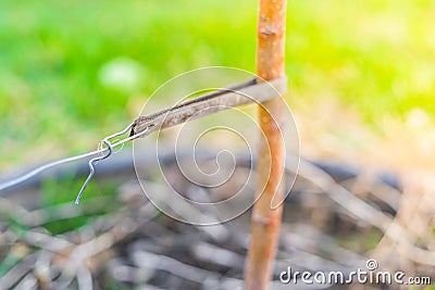 Tied up tree seedling close-up. Leather padding to prevent damage to tree bark Stock Photo