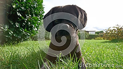 Dog Black Animal Pet Sweet Hund Stock Photo