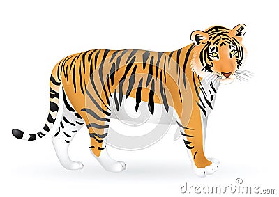 Tiger Vector Illustration