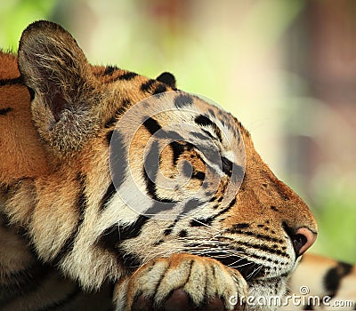 Tiger Stock Photo