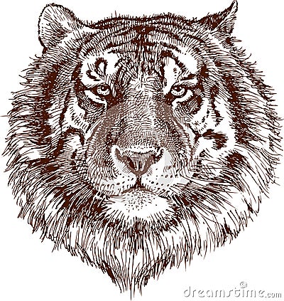 Tiger Vector Illustration