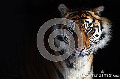 Tiger Stock Photo