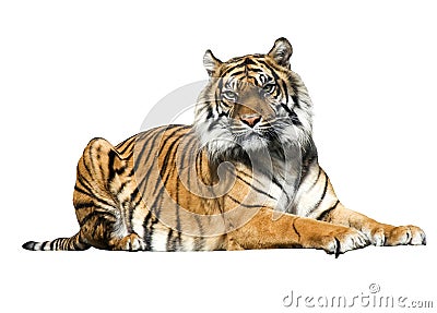 Tiger Stock Photo