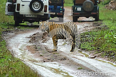 Tiger amidst safari vehicles, Tadoba, Maharashtra, India Stock Photo