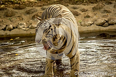 The Tiger - angry and hungry Stock Photo