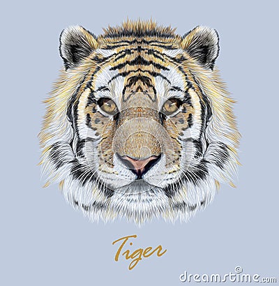 Tiger animal face. Vector Bengal head portrait. Realistic fur beast of tiger. Predator eyes of wildcat. Big cat head on blue Vector Illustration