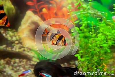 Tiger barb or sumatra barb in a home decorative aquarium Stock Photo