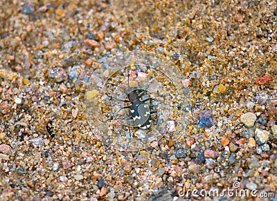 Tiger beetle on multicolored sand Stock Photo