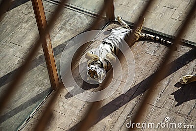 Tiger behind bars Stock Photo