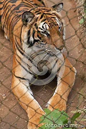 Tiger behind bars Stock Photo