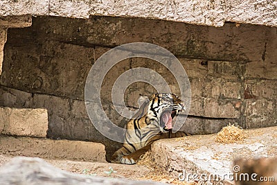 Tiger Editorial Stock Photo