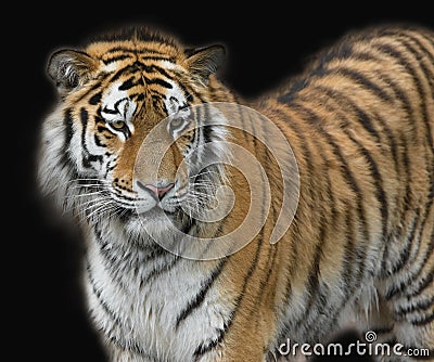 Tiger on black background Stock Photo