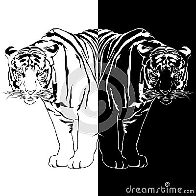 Tiger black and white reflection. Vector Illustration