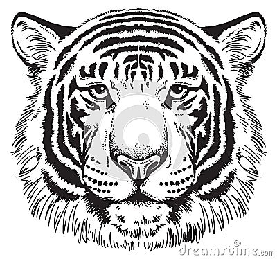 Sketch of a Tiger's face Stock Photo