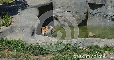 Tiger at Brookfield Zoo Stock Photo