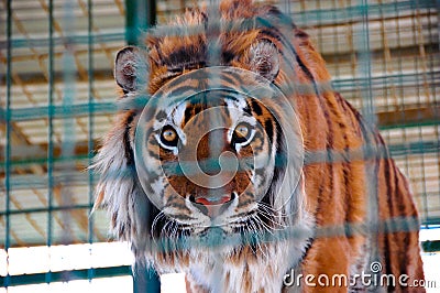 Tiger in a cage in zoo Stock Photo