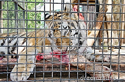 Tiger in caged in Yalta zoo Stock Photo