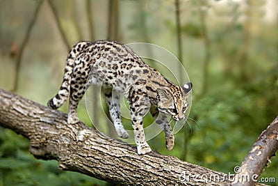 Tiger Cat or Oncilla, leopardus tigrinus, walking on branch Stock Photo