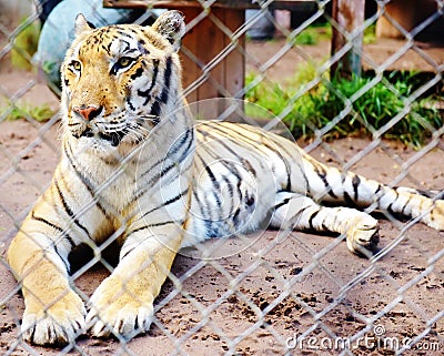 Tiger catty shack wildlife sanctuary florida usa Editorial Stock Photo