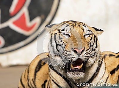 Tiger of circus Stock Photo