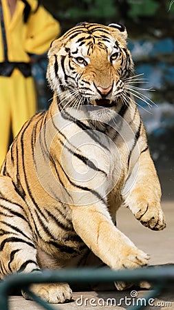 Tiger of circus Stock Photo