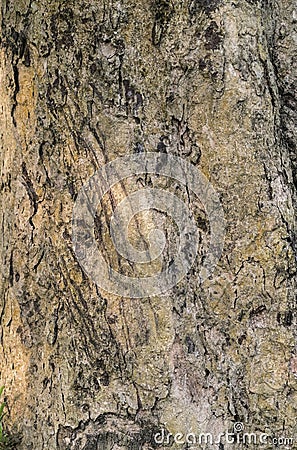 Tiger claws scratches on the tree as territory border marks Stock Photo