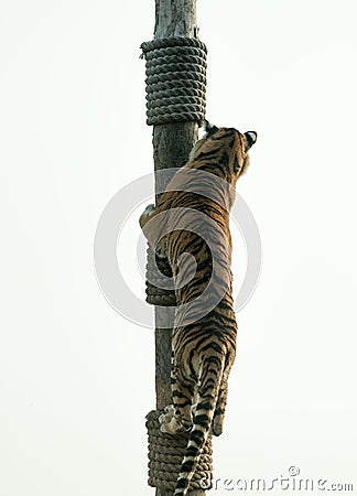 Tiger is climbing Stock Photo