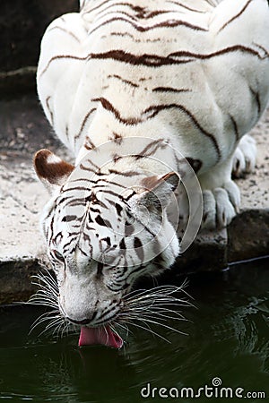 Tiger Stock Photo