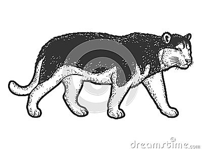 Tiger coat color like dog of the Husky breed. Sketch scratch board imitation. Vector Illustration