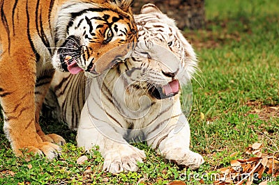 Tiger, Color Blindness Love Stock Photo